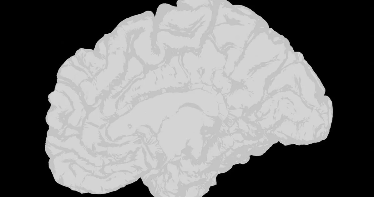 Why Your Brain Mistakes Novelty for Opportunity